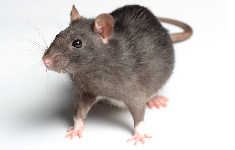 Rats Mice