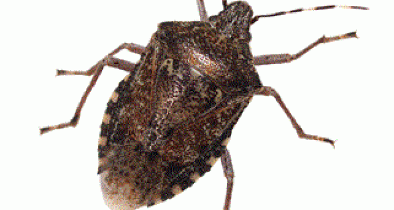 Brown Stink Bugs
