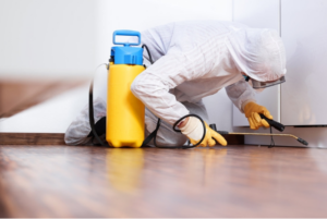 A pest control technician applying treatment for ants under kitchen cabinets