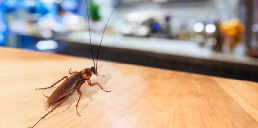 German cockroach on kitchen counter in rental unit, urgent removal needed