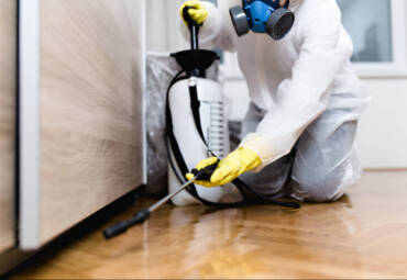 Finding the Best Pest Control Services in Willmar MN for Your Home