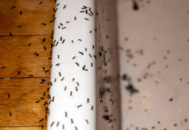 Comprehensive Ant Removal Service In Willmar, MN