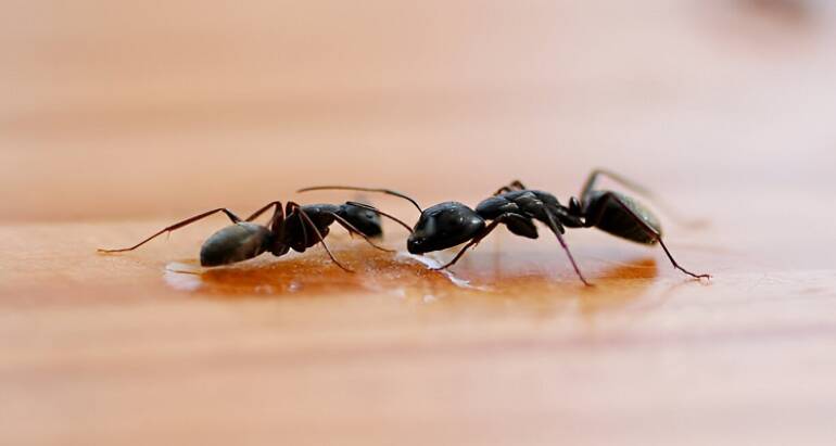 Carpenter Ant Extermination & Control for Long-Term Relief in Willmar, MN