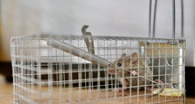 Get Rid of Mouse Fast with Expert Exterminators Service in Willmar, MN