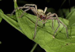 Close-up of a grass spider on a leaf, commonly found in yards