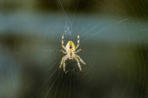 Yellow spider on its web requiring effective control methods