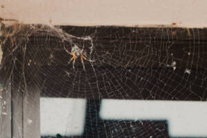 Spider web on a window, indicating pest control is needed